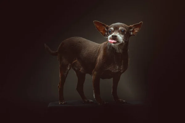 Anos Idade Cão Toy Terrier Tiro Estúdio Moody Iluminação Escura — Fotografia de Stock