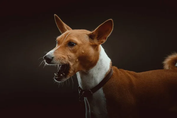 Mignon Basenji Terrier Dog Prise Vue Éclairage Sombre Moody Fond — Photo