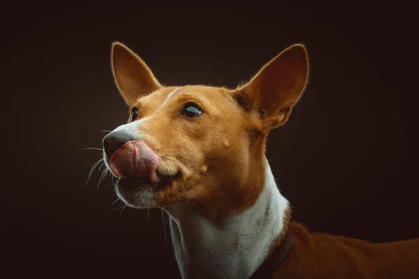 Mignon Basenji Terrier Dog Prise Vue Éclairage Sombre Moody Fond — Photo