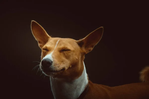Cão Bonito Basenji Terrier Tiro Estúdio Moody Iluminação Escura Fundo — Fotografia de Stock