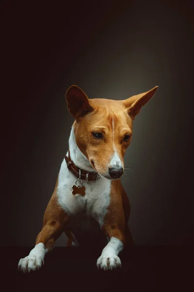 Leuke Basenji Terrier Dog Een Studio Opname Moody Donkere Verlichting — Stockfoto