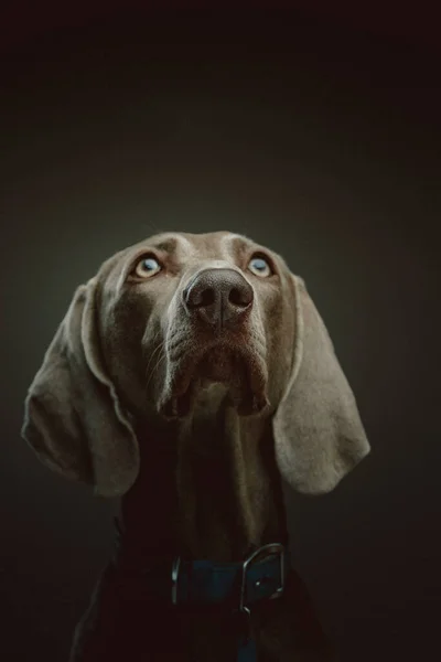 Purebred Weimaraner Hond Een Studio Opname Moody Donkere Verlichting Donkere — Stockfoto