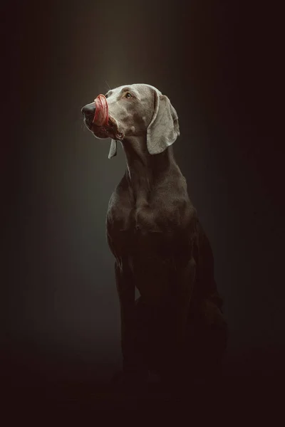 Purebred Weimaraner Dog Studio Shot Moody Dark Lighting Dark Background — Stock Photo, Image