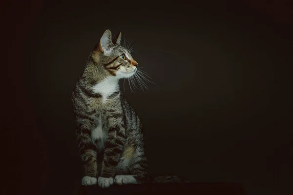 Gatinho Giro Tiro Estúdio Moody Iluminação Escura Fundo Escuro — Fotografia de Stock