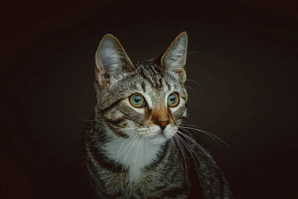 Little Cute Kitty Studio Shot Moody Dark Lighting Dark Background — Stock Photo, Image