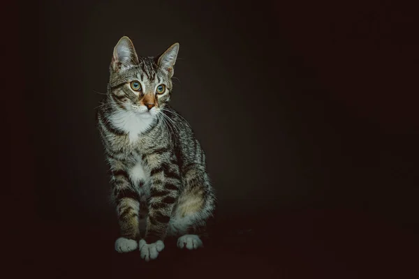 Pequeño Gatito Lindo Grabado Estudio Iluminación Oscura Moody Fondo Oscuro —  Fotos de Stock