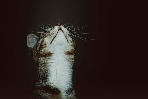 Pequeño Gatito Lindo Grabado Estudio Iluminación Oscura Moody Fondo Oscuro — Foto de Stock