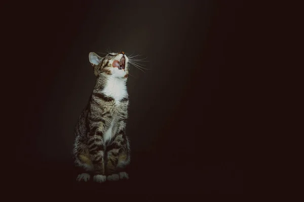 Pequeño Gatito Lindo Grabado Estudio Iluminación Oscura Moody Fondo Oscuro — Foto de Stock