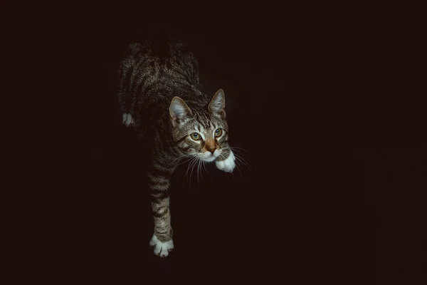 Mały Słodki Kotek Zdjęcia Studyjne Moody Ciemne Oświetlenie Ciemne Tło — Zdjęcie stockowe