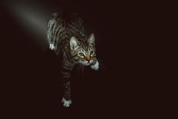 Gatinho Giro Tiro Estúdio Moody Iluminação Escura Fundo Escuro — Fotografia de Stock