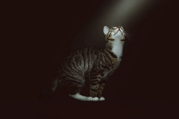 Gatinho Giro Tiro Estúdio Moody Iluminação Escura Fundo Escuro — Fotografia de Stock