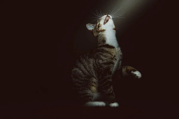 Маленькая Милая Кошечка Студийный Снимок Капризное Темное Освещение Темный Фон — стоковое фото