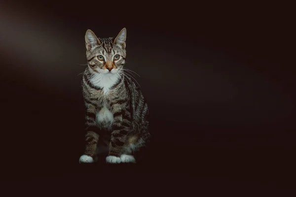 Kleine Süße Miezekatze Studioaufnahmen Moody Dunkle Beleuchtung Dunkler Hintergrund — Stockfoto