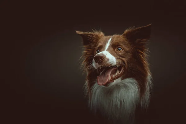 Feliz Perro Collie Fronterizo Grabado Estudio Iluminación Oscura Moody Fondo — Foto de Stock