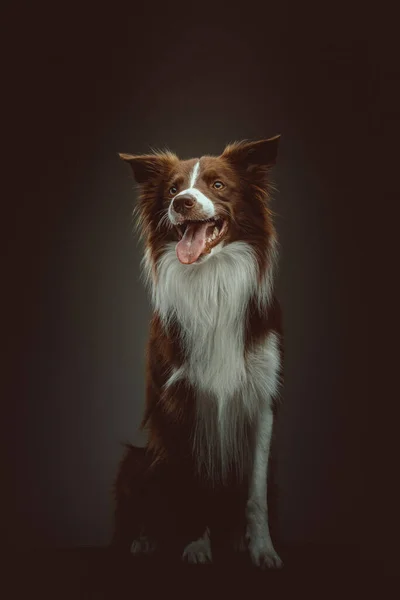 Feliz Perro Collie Fronterizo Grabado Estudio Iluminación Oscura Moody Fondo — Foto de Stock