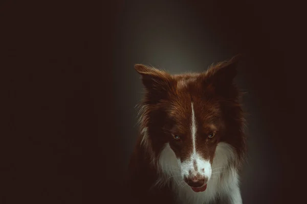 Gelukkige Border Collie Hond Een Studio Opname Moody Donkere Verlichting — Stockfoto