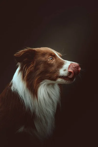 Mutlu Sınır Köpekleri Stüdyo Çekimi Huysuz Karanlık Işık Karanlık Arkaplan — Stok fotoğraf