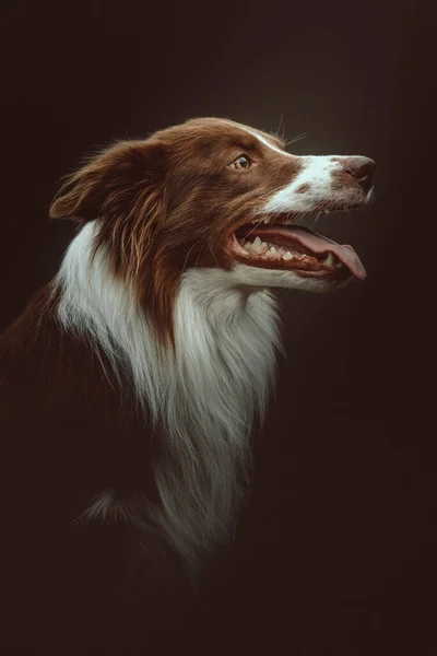 Feliz Perro Collie Fronterizo Grabado Estudio Iluminación Oscura Moody Fondo — Foto de Stock