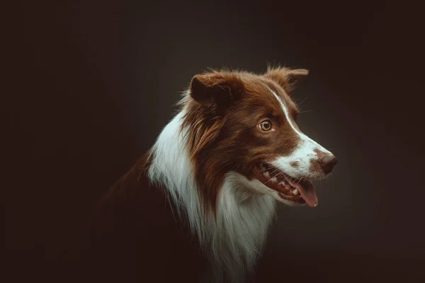 Gelukkige Border Collie Hond Een Studio Opname Moody Donkere Verlichting — Stockfoto