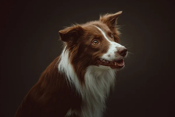 Happy border collie dog. Studio shot. Moody dark lighting, dark background.