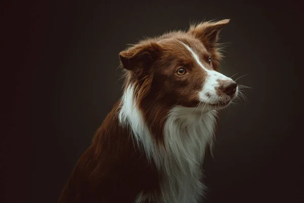 Feliz Cão Collie Fronteira Tiro Estúdio Moody Iluminação Escura Fundo — Fotografia de Stock