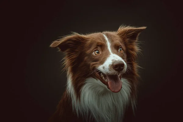 Glad Gränscollie Hund Studioinspelning Moody Mörk Belysning Mörk Bakgrund — Stockfoto