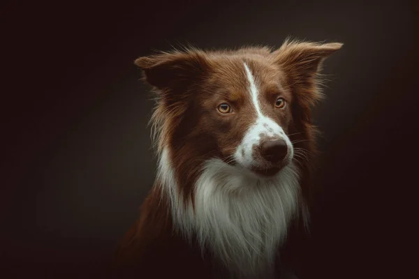 Щасливий Прикордонний Собака Колі Студійний Знімок Муде Темне Освітлення Темний — стокове фото