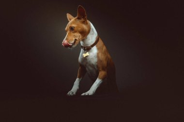 Tatlı Basenji Terrier Köpeği. Stüdyo çekimi. Huysuz karanlık ışık, karanlık arkaplan.