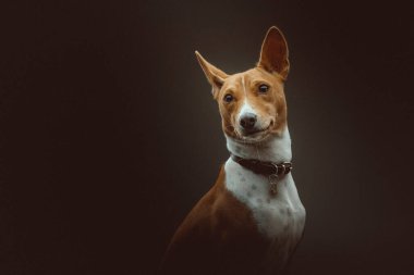 Tatlı Basenji Terrier Köpeği. Stüdyo çekimi. Huysuz karanlık ışık, karanlık arkaplan.