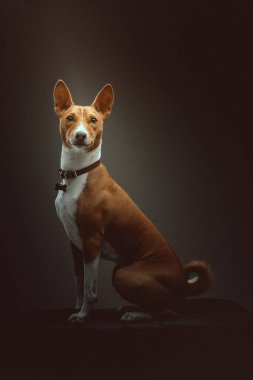 Tatlı Basenji Terrier Köpeği. Stüdyo çekimi. Huysuz karanlık ışık, karanlık arkaplan.