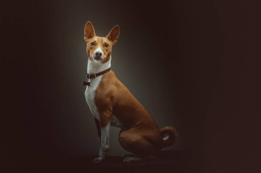 Tatlı Basenji Terrier Köpeği. Stüdyo çekimi. Huysuz karanlık ışık, karanlık arkaplan.
