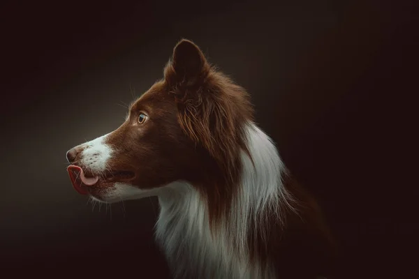 Happy border collie dog. Studio shot. Moody dark lighting, dark background.