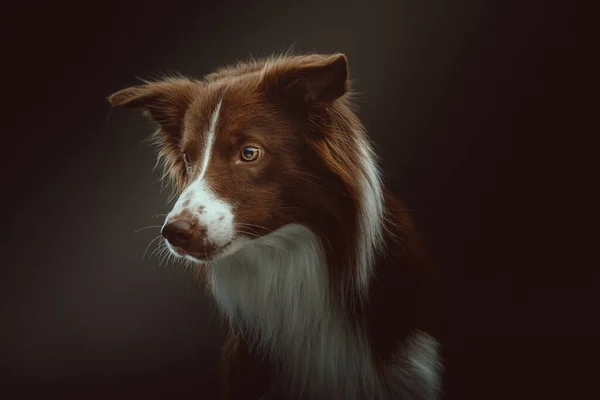 Feliz Perro Collie Fronterizo Grabado Estudio Iluminación Oscura Moody Fondo — Foto de Stock