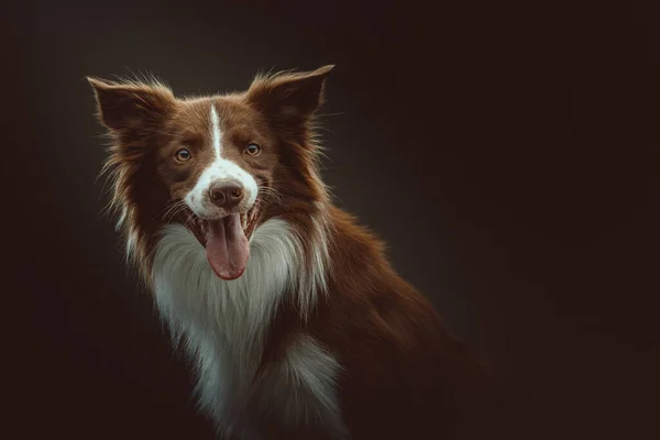 Feliz Cão Collie Fronteira Tiro Estúdio Moody Iluminação Escura Fundo — Fotografia de Stock