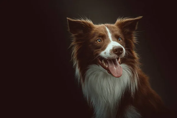 Feliz Perro Collie Fronterizo Grabado Estudio Iluminación Oscura Moody Fondo —  Fotos de Stock