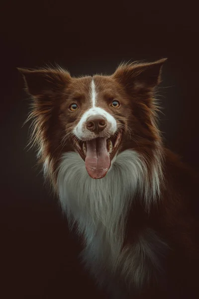 Feliz Cão Collie Fronteira Tiro Estúdio Moody Iluminação Escura Fundo — Fotografia de Stock