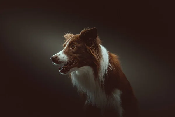 Ευτυχισμένο Σκυλί Κόλις Στιγμιότυπο Moody Σκοτεινό Φωτισμό Σκοτεινό Φόντο — Φωτογραφία Αρχείου