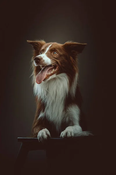 Ευτυχισμένο Σκυλί Κόλις Στιγμιότυπο Moody Σκοτεινό Φωτισμό Σκοτεινό Φόντο — Φωτογραφία Αρχείου