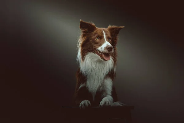 Gelukkige Border Collie Hond Een Studio Opname Moody Donkere Verlichting — Stockfoto