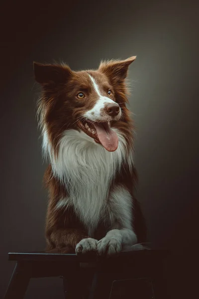 Gelukkige Border Collie Hond Een Studio Opname Moody Donkere Verlichting — Stockfoto