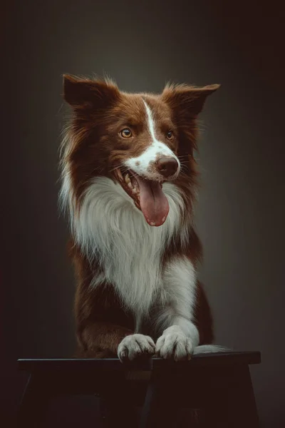 Feliz Perro Collie Fronterizo Grabado Estudio Iluminación Oscura Moody Fondo — Foto de Stock