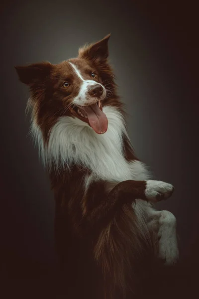 Feliz Cão Collie Fronteira Tiro Estúdio Moody Iluminação Escura Fundo — Fotografia de Stock