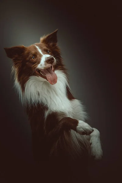 Feliz Perro Collie Fronterizo Grabado Estudio Iluminación Oscura Moody Fondo — Foto de Stock