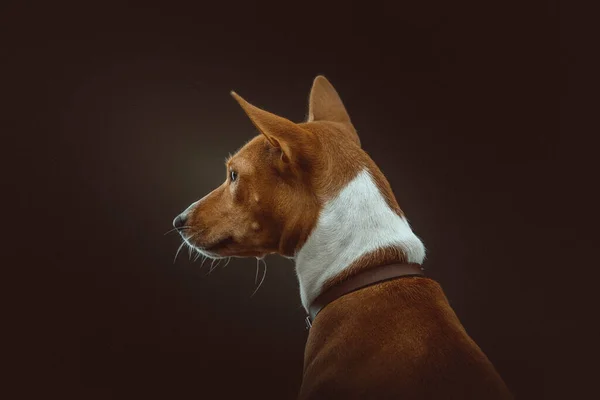 Mignon Basenji Terrier Dog Prise Vue Éclairage Sombre Moody Fond — Photo