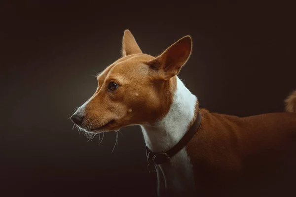 Cane Terrier Basenji Carino Colpo Studio Moody Illuminazione Scura Sfondo — Foto Stock