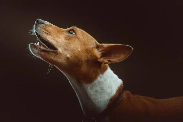 Niedlicher Basenji Terrier Hund Studioaufnahmen Moody Dunkle Beleuchtung Dunkler Hintergrund — Stockfoto