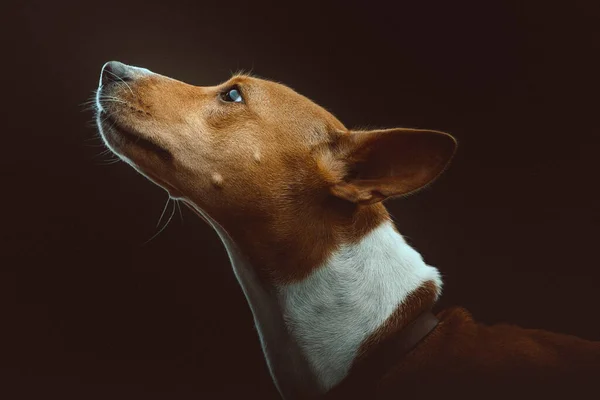 Mignon Basenji Terrier Dog Prise Vue Éclairage Sombre Moody Fond — Photo