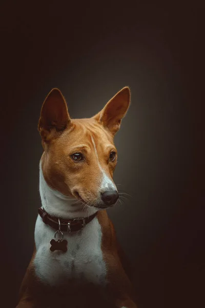 Cão Bonito Basenji Terrier Tiro Estúdio Moody Iluminação Escura Fundo — Fotografia de Stock