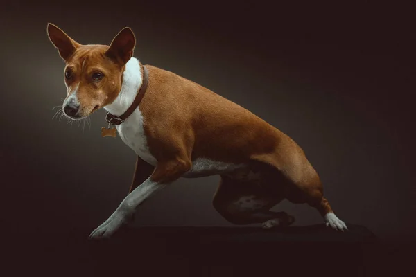 Leuke Basenji Terrier Dog Een Studio Opname Moody Donkere Verlichting — Stockfoto