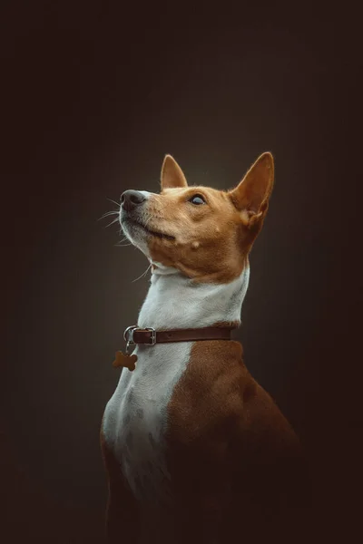 Cão Bonito Basenji Terrier Tiro Estúdio Moody Iluminação Escura Fundo — Fotografia de Stock